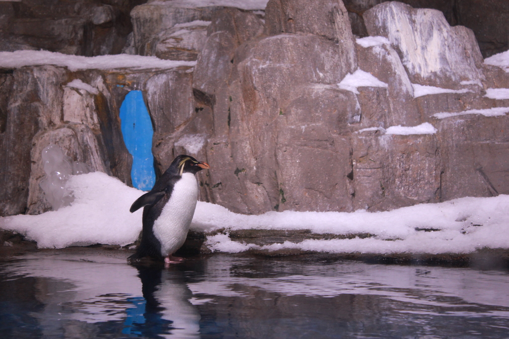 极地海洋世界，企鹅